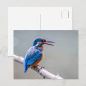 Colorful Cute Common Kingfiser Briefkaart (Voorkant / Achterkant)