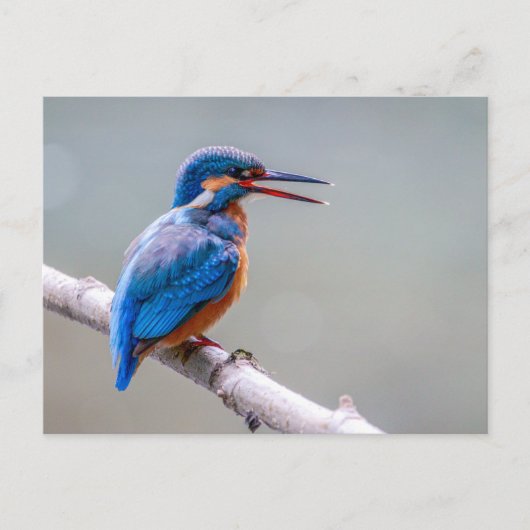 Colorful Cute Common Kingfiser Briefkaart (Voorkant)