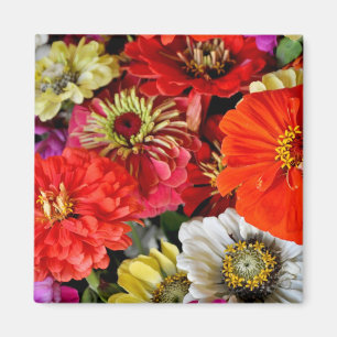 Colorful dahlia bloemen magnet