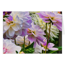 Colorful Dahlia Flower Summer Garden