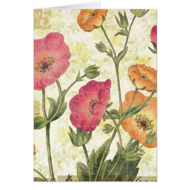 Colorful Daisies (Voorkant)