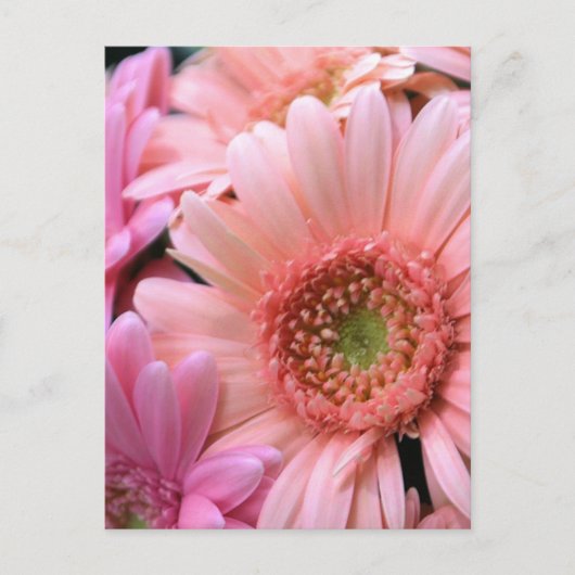 Colorful Daisies Briefkaart (Voorkant)