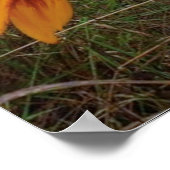 Colorful Daisy, Lubec Maine Poster (Hoek)