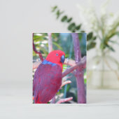 Colorful eclectus parrot briefkaart (Staand voorkant)