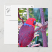 Colorful eclectus parrot briefkaart (Voorkant / Achterkant)
