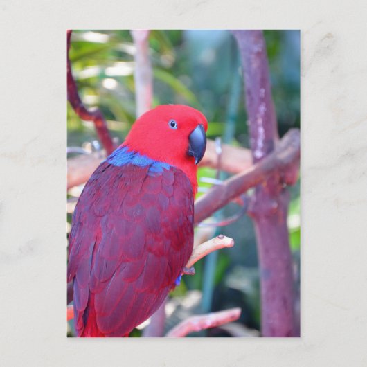 Colorful eclectus parrot briefkaart (Voorkant)