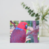 Colorful eclectus parrot briefkaart (Staand voorkant)