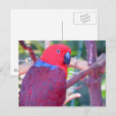 Colorful eclectus parrot briefkaart (Voorkant / Achterkant)
