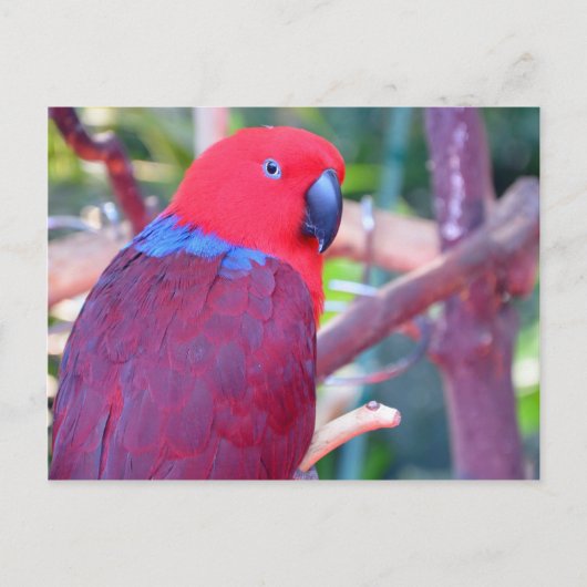 Colorful eclectus parrot briefkaart (Voorkant)