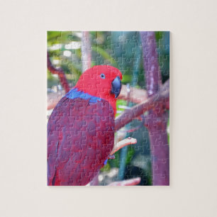 Colorful eclectus parrot legpuzzel