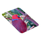 Colorful eclectus parrot magnet magneet (Rechterzijde)