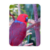 Colorful eclectus parrot magnet magneet (Verticaal)