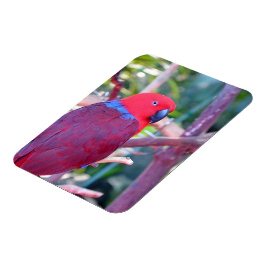 Colorful eclectus parrot magnet magneet (Linkerzijde)