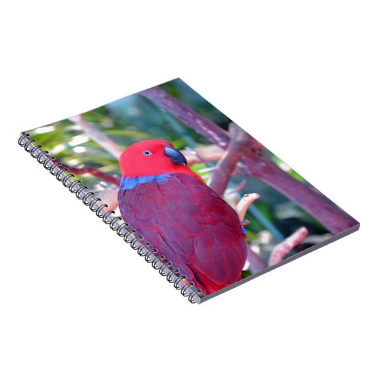 Colorful eclectus parrot notitieboek (Rechterzijde)
