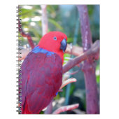 Colorful eclectus parrot notitieboek (Voorkant)