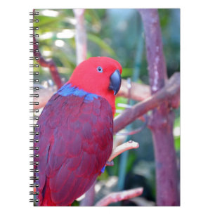 Colorful eclectus parrot notitieboek