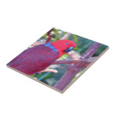 Colorful eclectus parrot tegeltje (Zijkant)