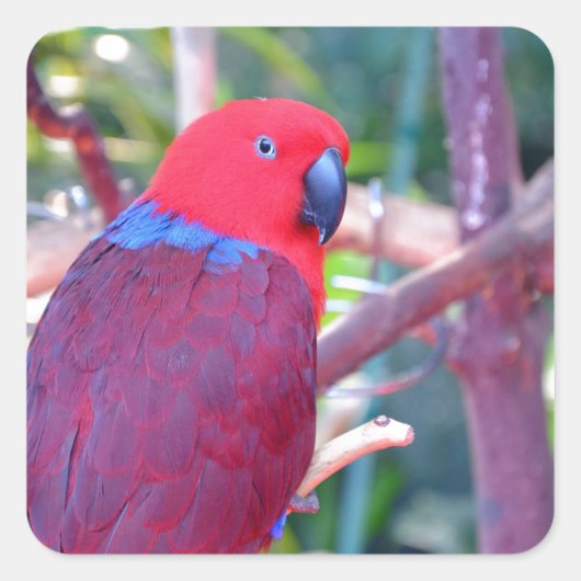 Colorful eclectus parrot vierkante sticker (Voorkant)