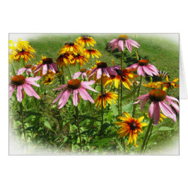 Colorful Flowers