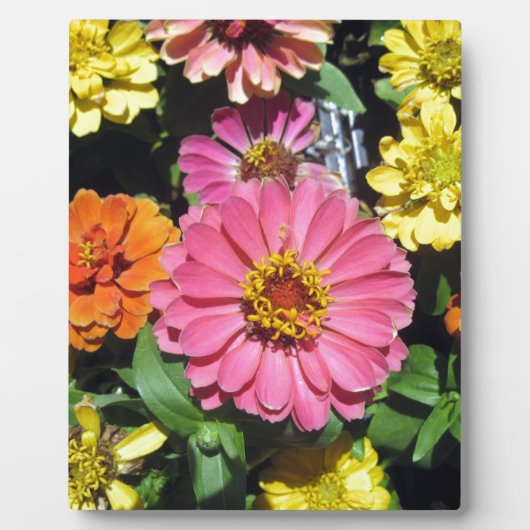 Colorful Flowers Fotoplaat (Voorkant)