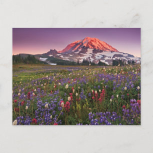 Colorful Flowers in Rainier National Park Briefkaart