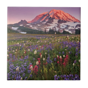Colorful Flowers in Rainier National Park Tegeltje
