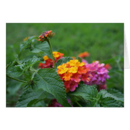 [Colorful Flowers] Lantana camara - Wenskaart