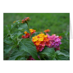 [Colorful Flowers] Lantana camara - Wenskaart