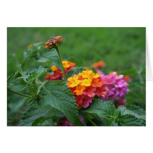 [Colorful Flowers] Lantana camara - Wenskaart (Voorkant Horizontaal)