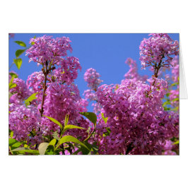 [Colorful Flowers] Roze Lila Syringa-kaart