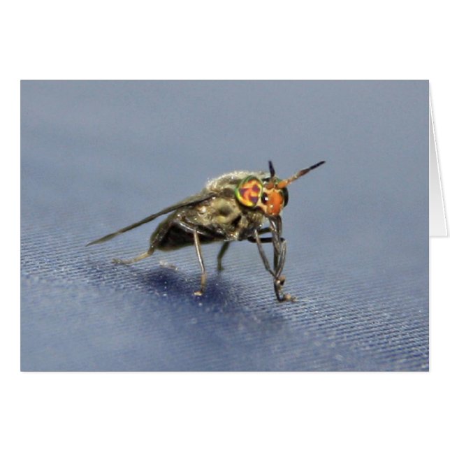 Colorful Fly (Voorkant Horizontaal)