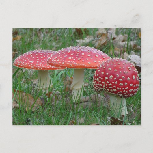 Colorful Fly Amanitas DIY Briefkaart (Voorkant)