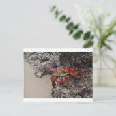 Colorful Galapagos crab-briefkaart Briefkaart (Staand voorkant)