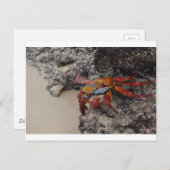 Colorful Galapagos crab-briefkaart Briefkaart (Voorkant / Achterkant)