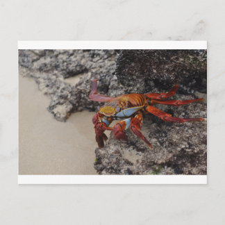 Colorful Galapagos crab-briefkaart Briefkaart