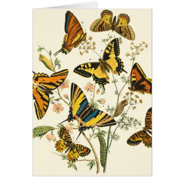 Colorful Gathering of Butterflies and Caterpillars (Voorkant)