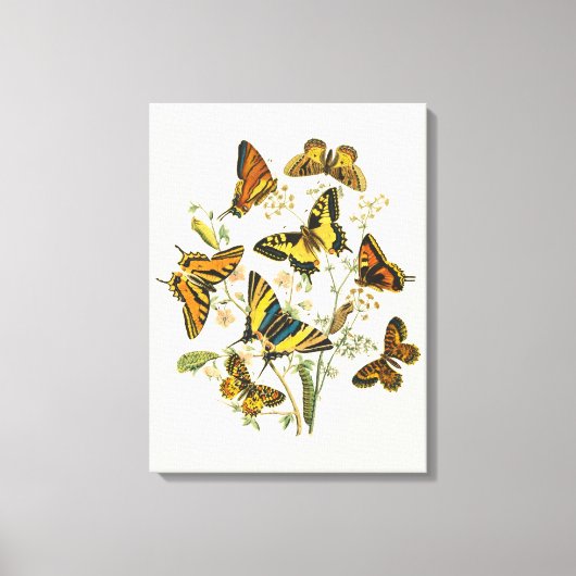 Colorful Gathering of Butterflies and Caterpillars Canvas Afdruk (Voorkant)