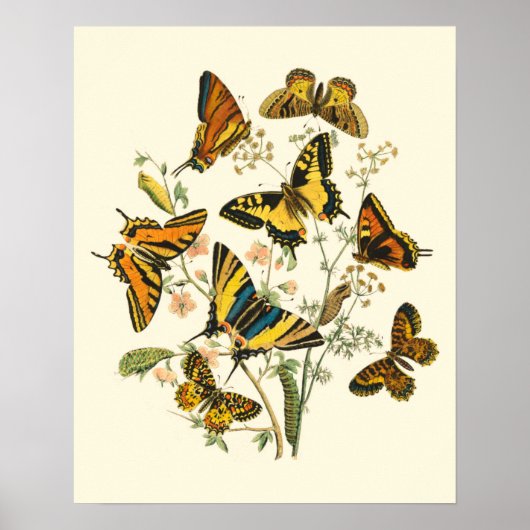Colorful Gathering of Butterflies and Caterpillars Poster (Voorkant)