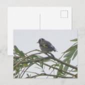 Colorful Goldfinch DIY Briefkaart (Voorkant / Achterkant)