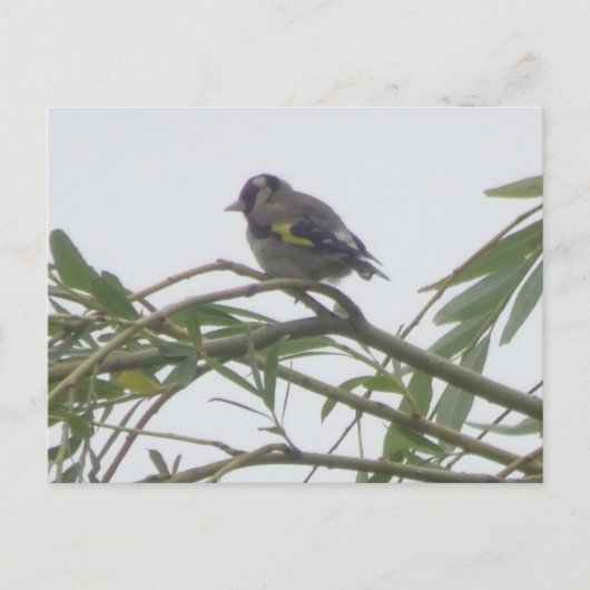 Colorful Goldfinch DIY Briefkaart (Voorkant)