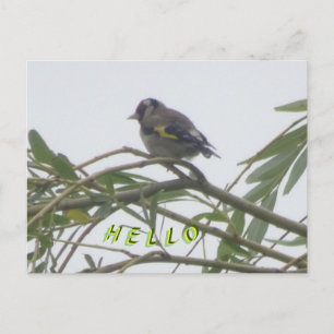 Colorful Goldfinch Hallo Briefkaart