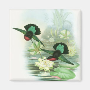 Colorful Gould Hummingbird Square Magnet