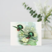 Colorful Gould Hummingbird Waterlilies Briefkaart (Staand voorkant)