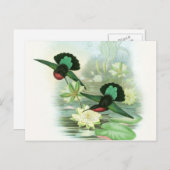 Colorful Gould Hummingbird Waterlilies Briefkaart (Voorkant / Achterkant)