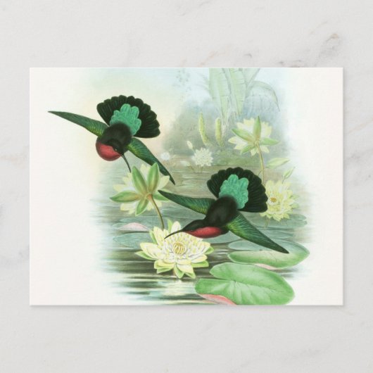Colorful Gould Hummingbird Waterlilies Briefkaart (Voorkant)