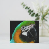 Colorful Green Parrot Briefkaart (Staand voorkant)