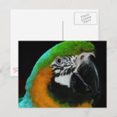 Colorful Green Parrot Briefkaart (Voorkant / Achterkant)
