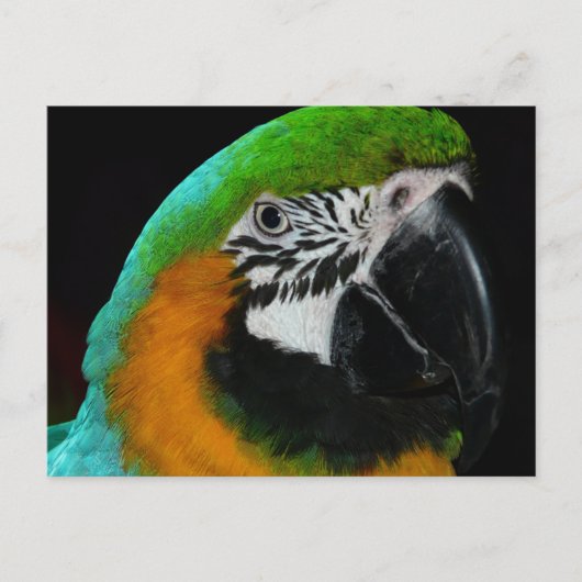 Colorful Green Parrot Briefkaart (Voorkant)