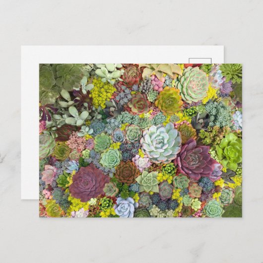 Colorful Greenery Succulents Briefkaart (Voorkant / Achterkant)