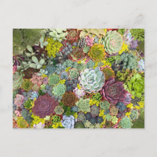 Colorful Greenery Succulents Briefkaart